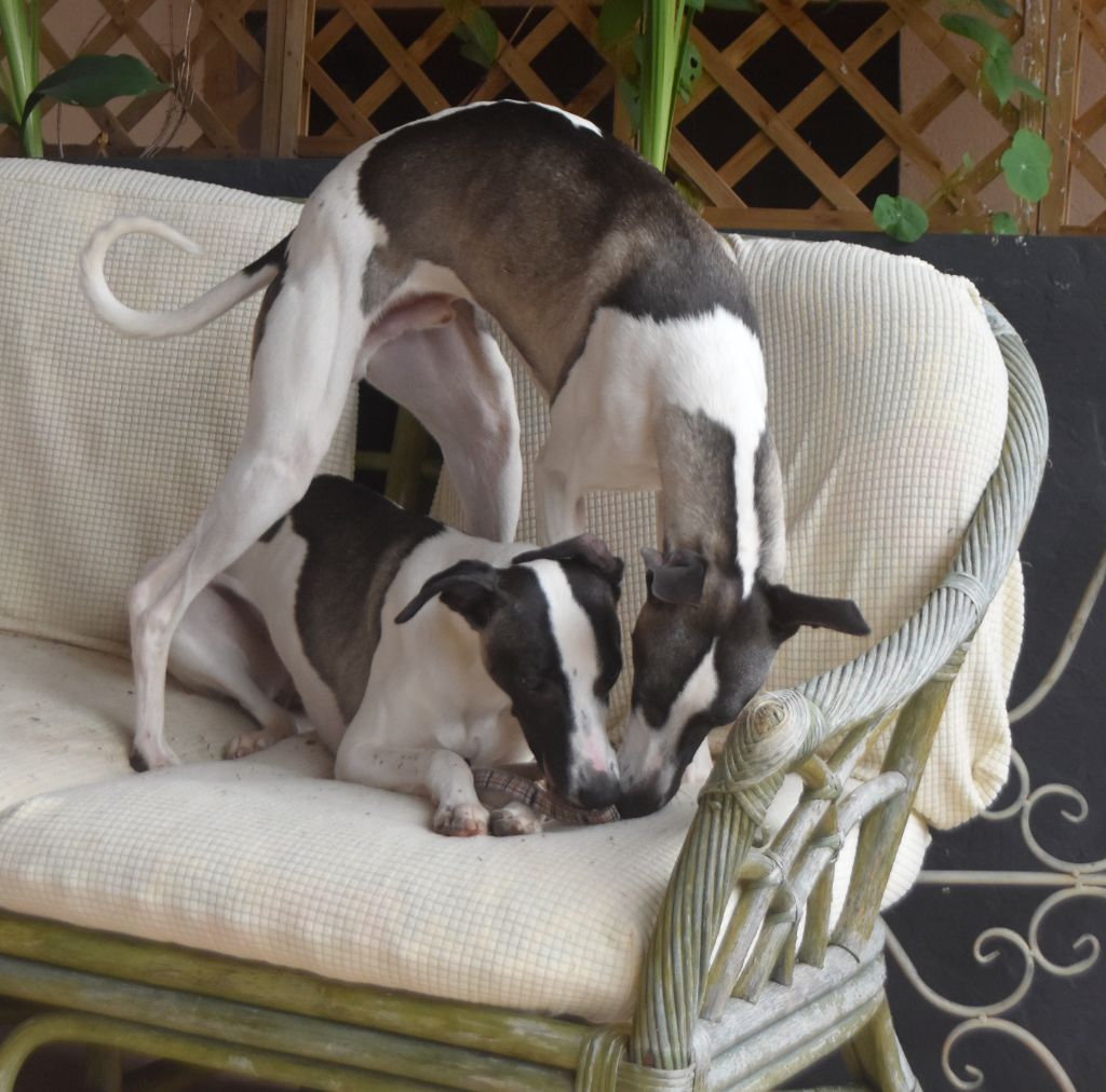 chiot Whippet Des Filles D'eole