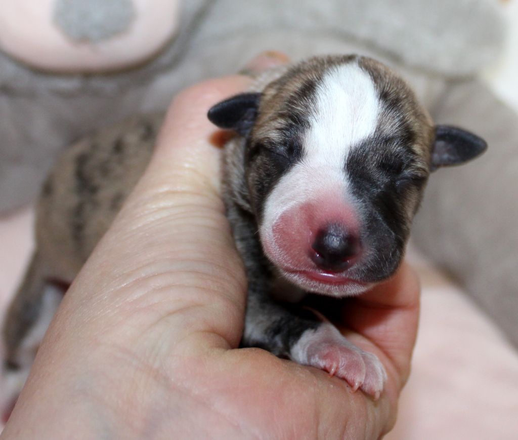 Des Filles D'eole - Chiot disponible  - Whippet