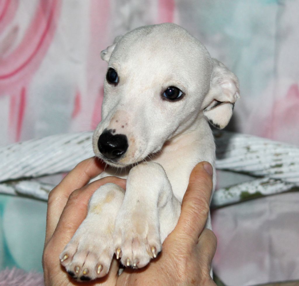 Des Filles D'eole - Chiot disponible  - Whippet