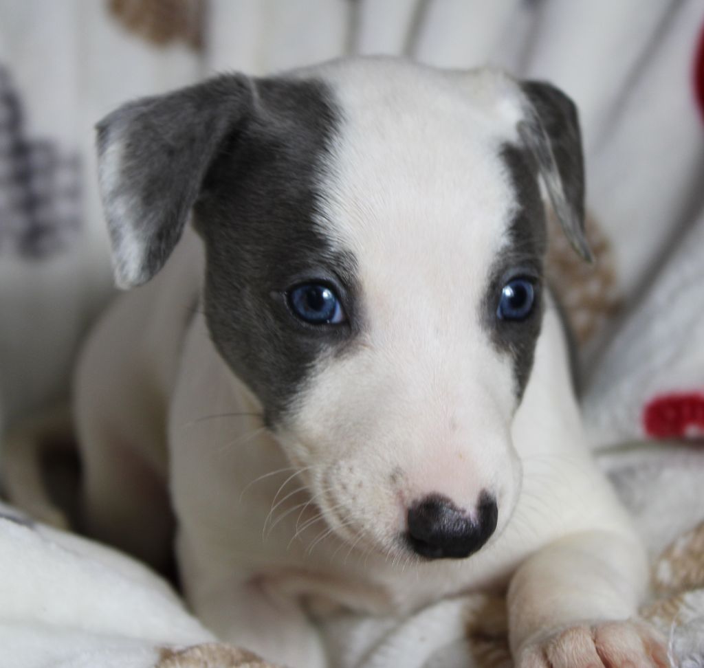 Des Filles D'eole - Chiot disponible  - Whippet