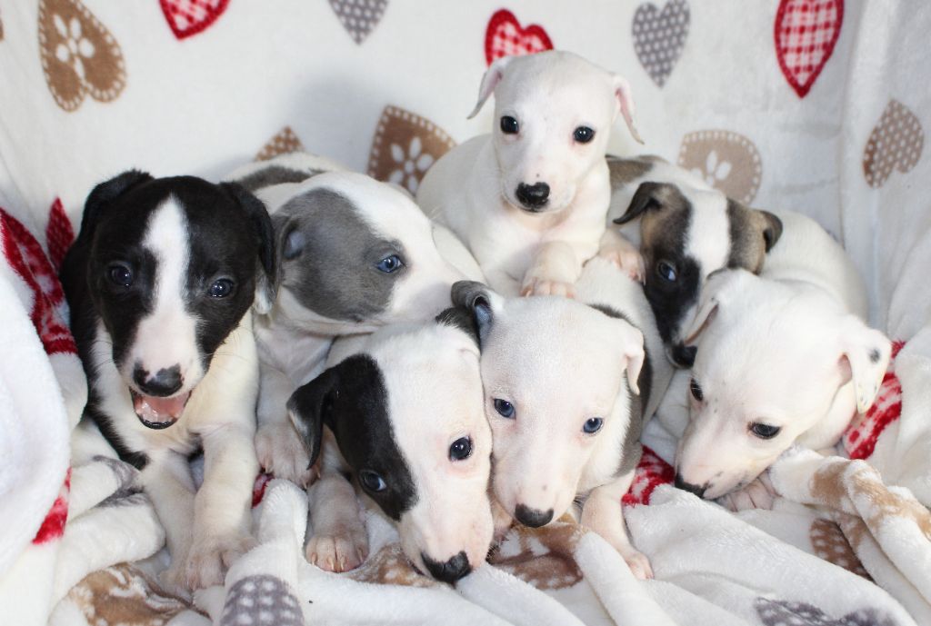 chiot Whippet Des Filles D'eole