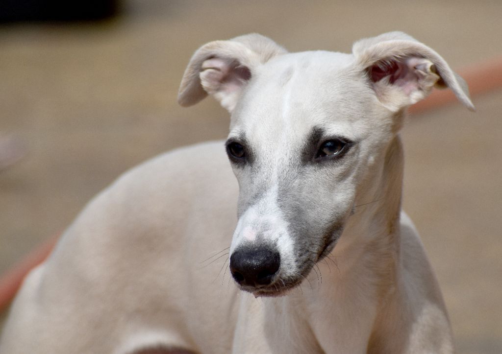 chiot Whippet Des Filles D'eole