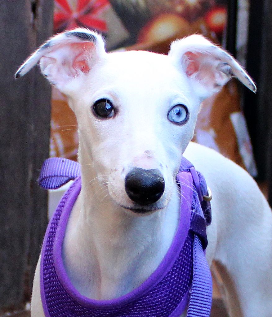 chiot Whippet Des Filles D'eole