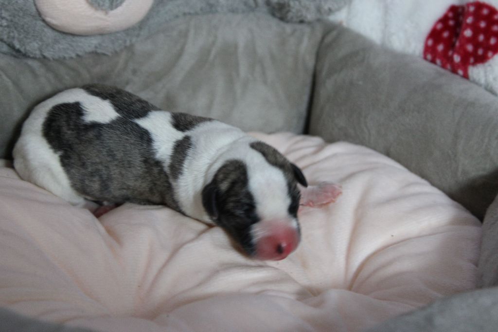 Des Filles D'eole - Chiot disponible  - Whippet