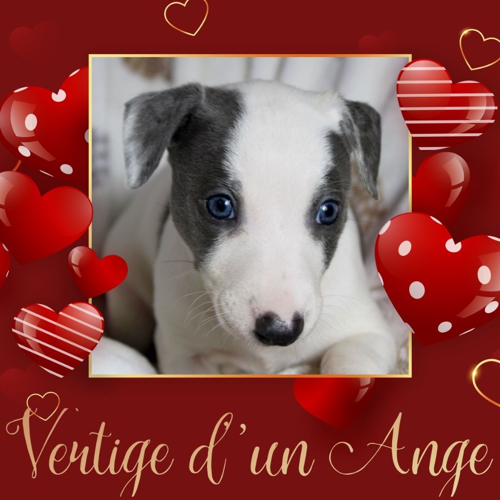 Des Filles D'eole - Chiot disponible  - Whippet