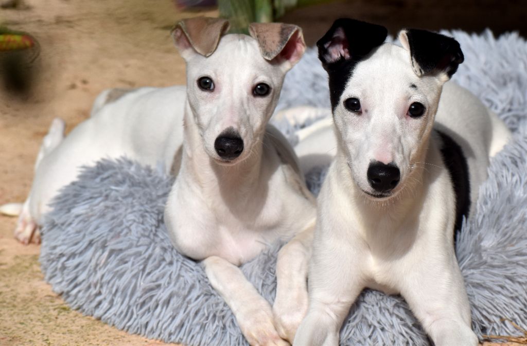 chiot Whippet Des Filles D'eole