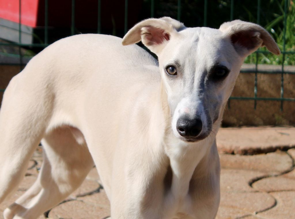 Des Filles D'eole - Chiot disponible  - Whippet