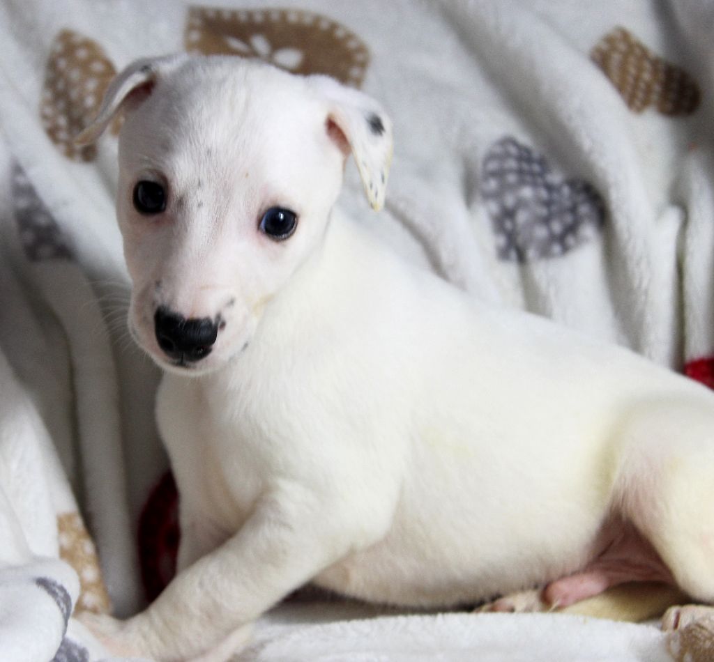 Des Filles D'eole - Chiot disponible  - Whippet