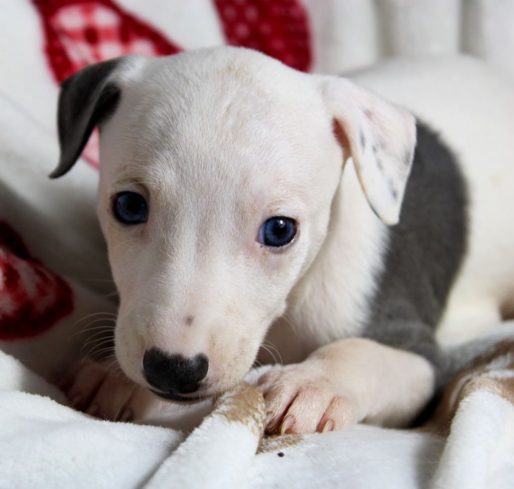 Des Filles D'eole - Chiot disponible  - Whippet