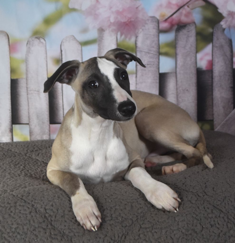 chiot Whippet Des Filles D'eole