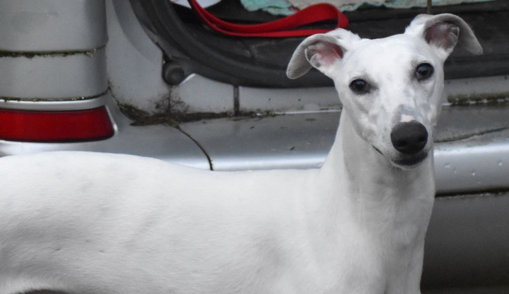 chiot Whippet Des Filles D'eole