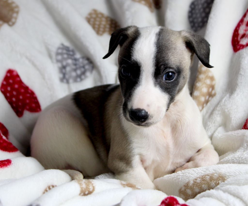 Des Filles D'eole - Chiot disponible  - Whippet