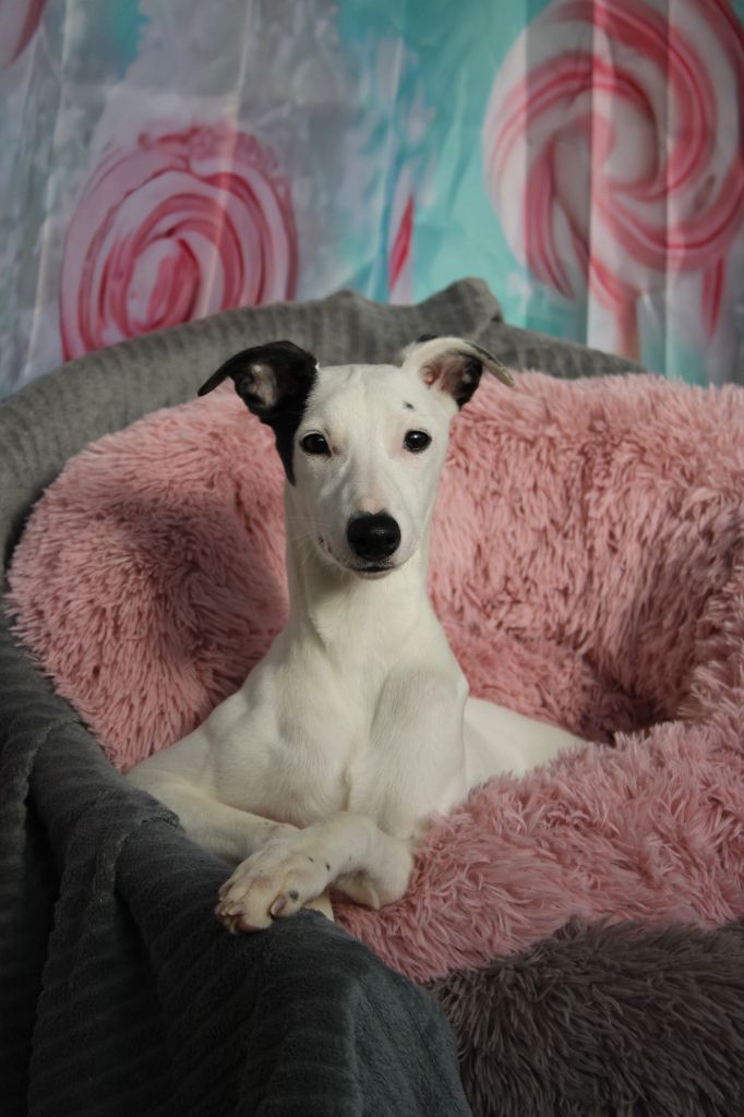 Des Filles D'eole - Chiot disponible  - Whippet