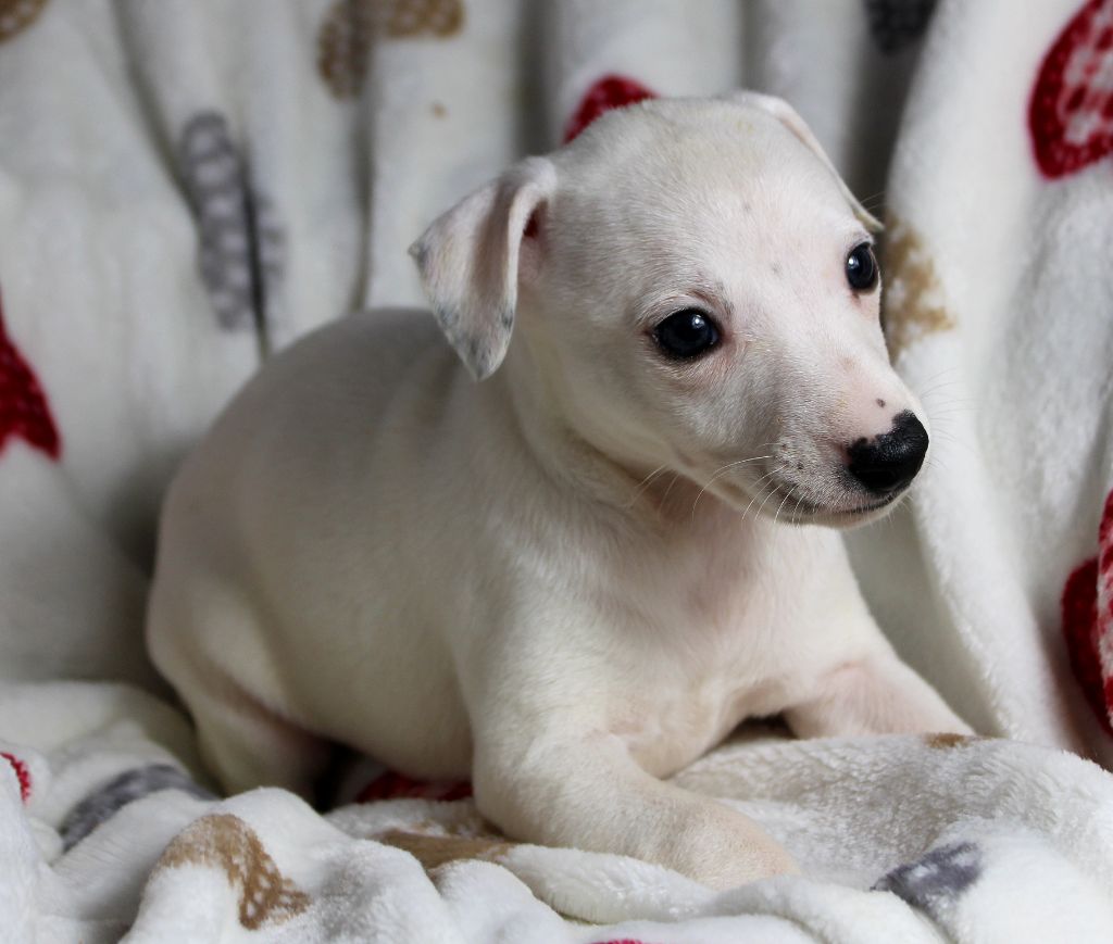 Des Filles D'eole - Chiot disponible  - Whippet