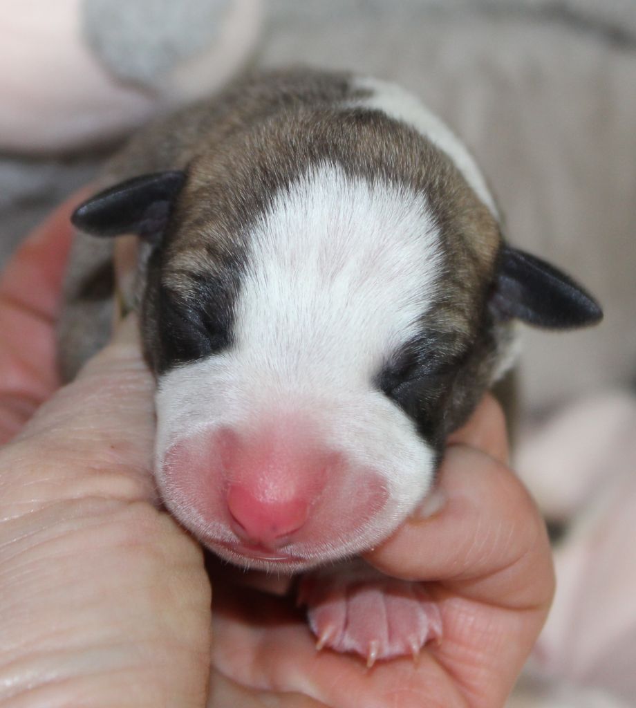 Des Filles D'eole - Chiot disponible  - Whippet