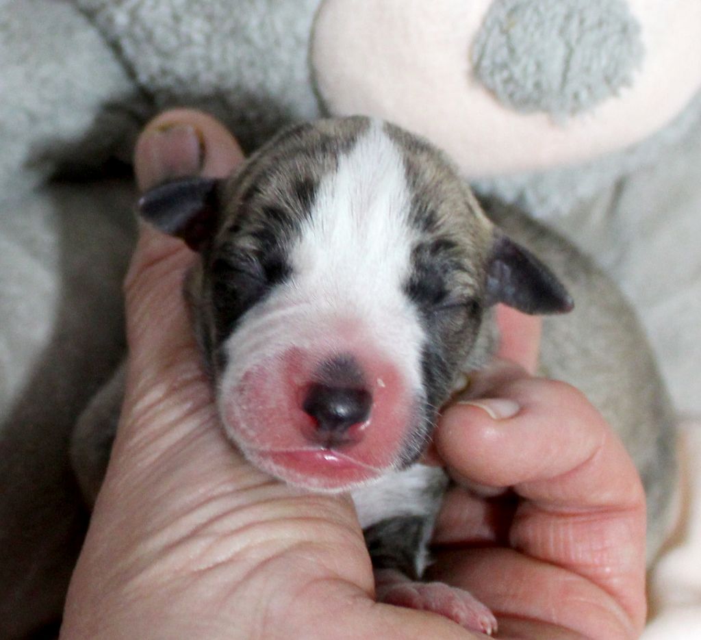 Des Filles D'eole - Chiot disponible  - Whippet