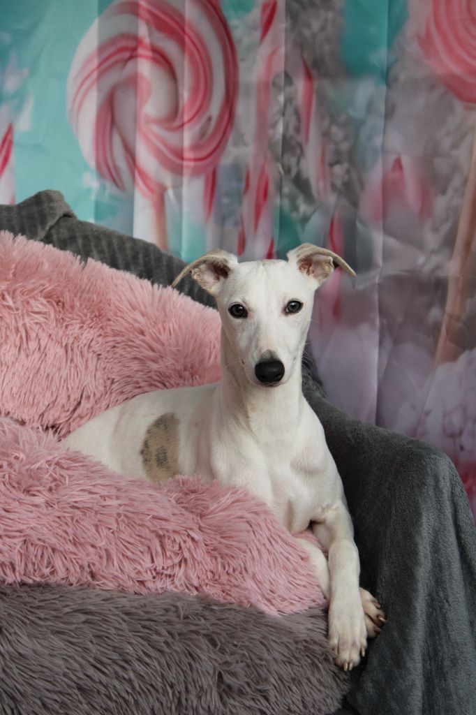 Des Filles D'eole - Chiot disponible  - Whippet