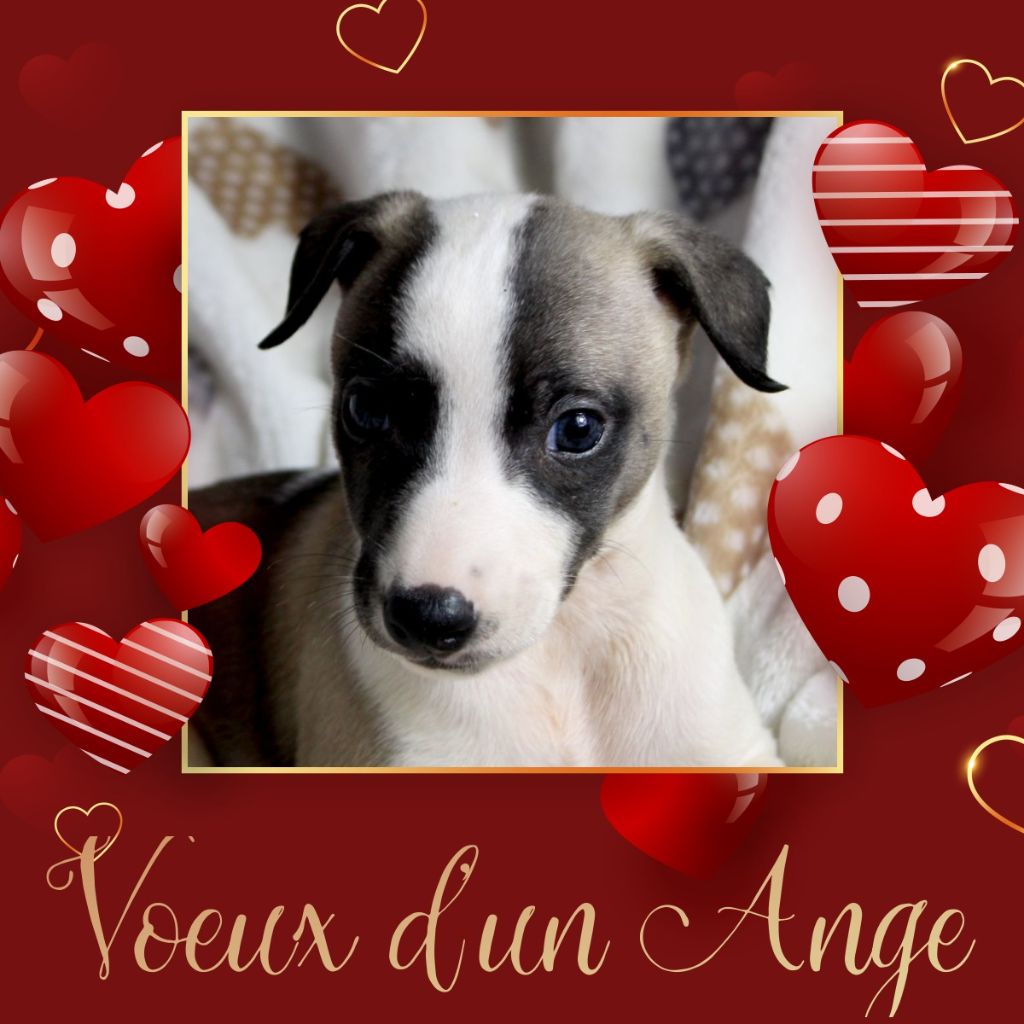 Des Filles D'eole - Chiot disponible  - Whippet