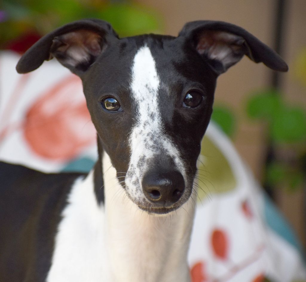 Des Filles D'eole - Chiot disponible  - Whippet