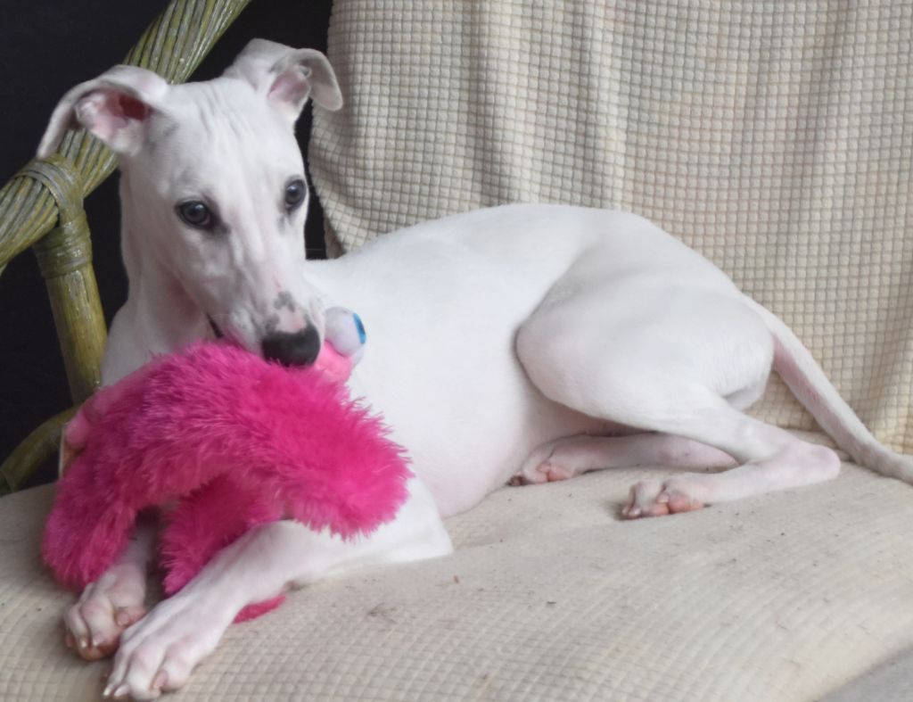 Des Filles D'eole - Chiot disponible  - Whippet