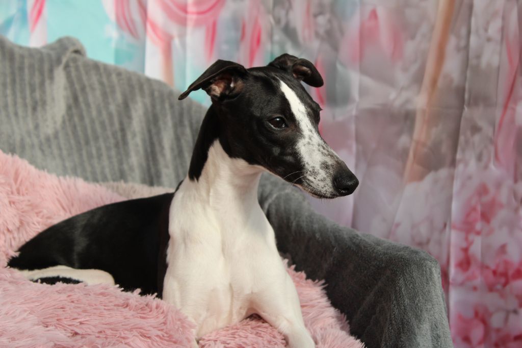 chiot Whippet Des Filles D'eole