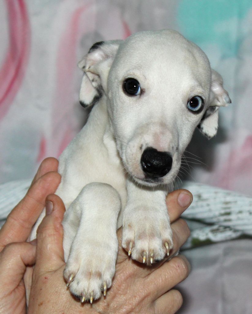 Des Filles D'eole - Chiot disponible  - Whippet