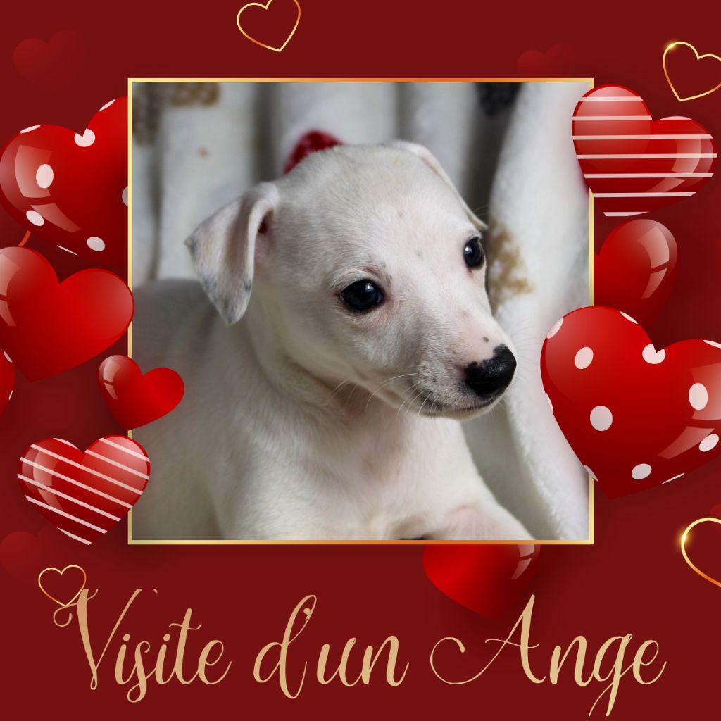 Des Filles D'eole - Chiot disponible  - Whippet