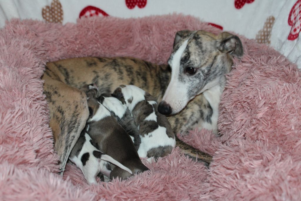 chiot Whippet Des Filles D'eole