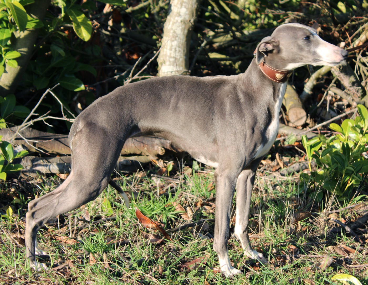 Vaiana pacific Des Filles D'eole