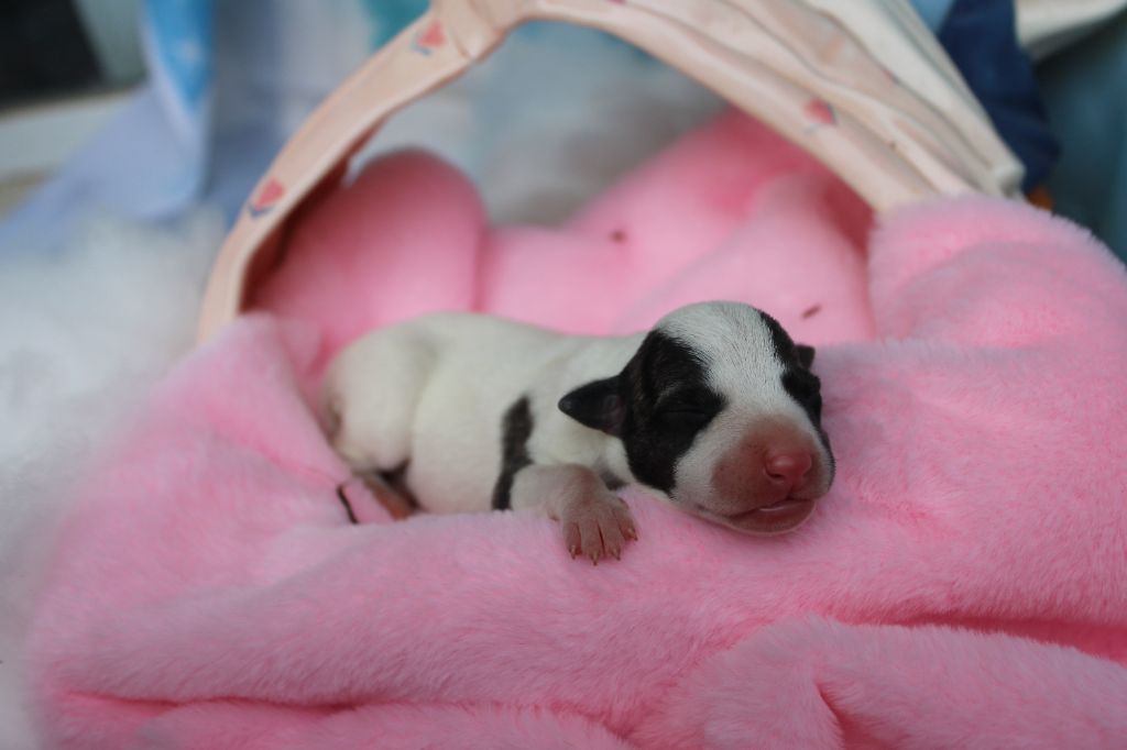 Des Filles D'eole - Chiots disponibles - Whippet