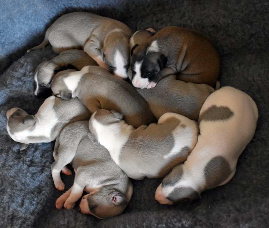 Chiot Whippet Des Filles D'eole