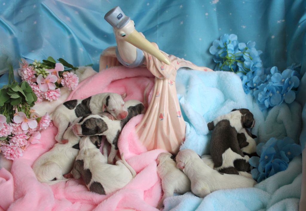 Chiot Whippet Des Filles D'eole