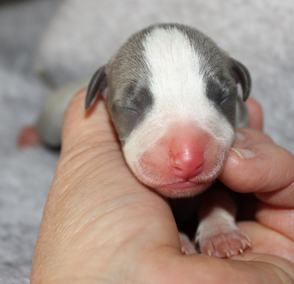 Des Filles D'eole - Chiots disponibles - Whippet