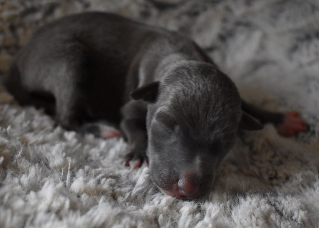 Des Filles D'eole - Petit Levrier Italien - Portée née le 26/09/2021