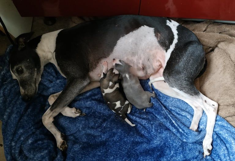 Des Filles D'eole - Whippet - Portée née le 11/10/2021