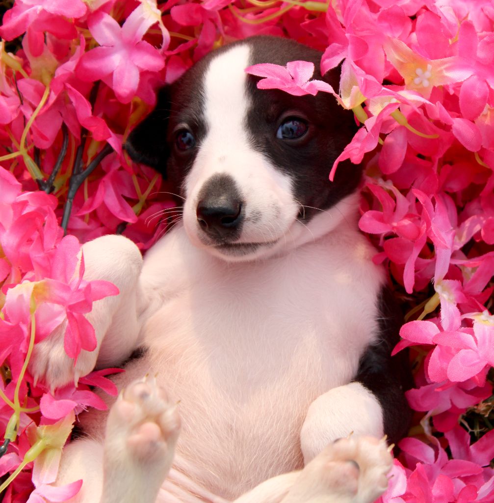 Des Filles D'eole - Chiots disponibles - Whippet