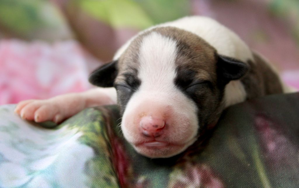 Des Filles D'eole - Chiots disponibles - Whippet