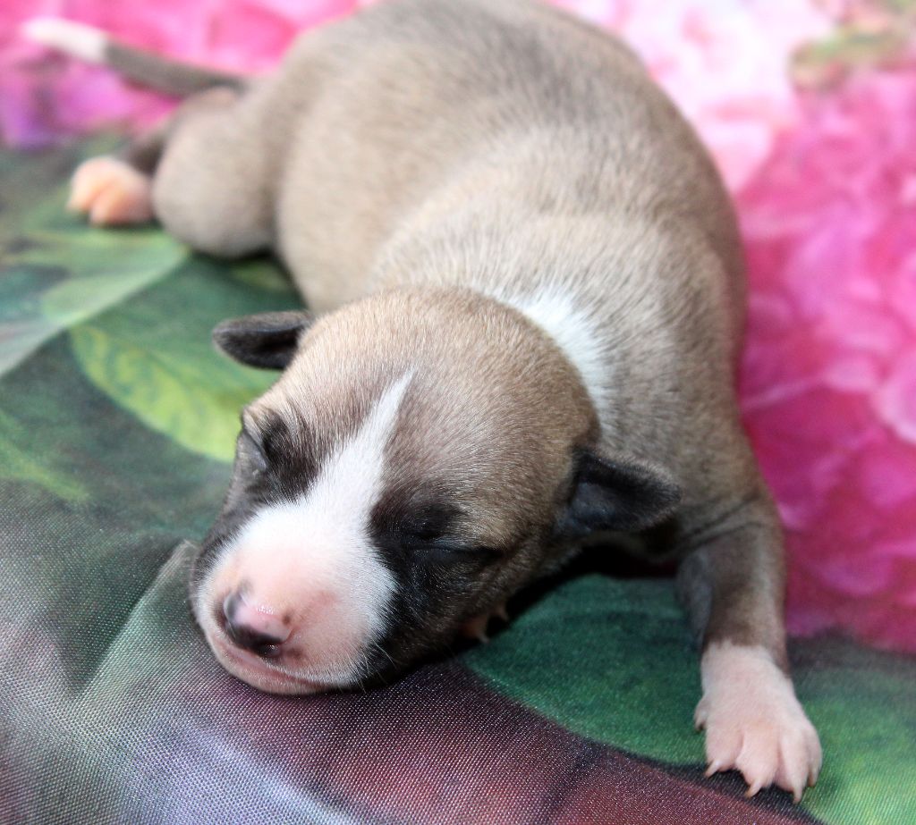 Des Filles D'eole - Chiots disponibles - Whippet