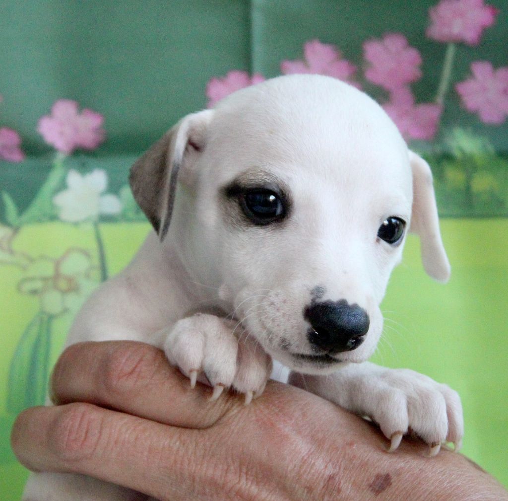 Des Filles D'eole - Chiots disponibles - Whippet