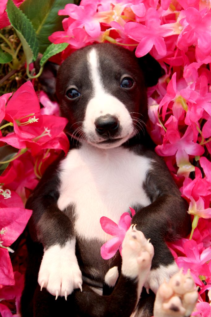 Des Filles D'eole - Chiots disponibles - Whippet
