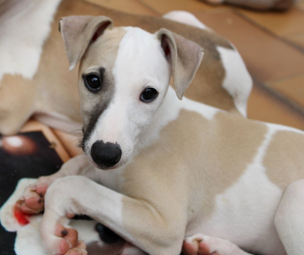 Des Filles D'eole - Chiots disponibles - Whippet