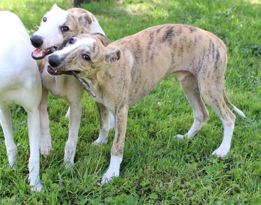 Chiot Whippet Des Filles D'eole