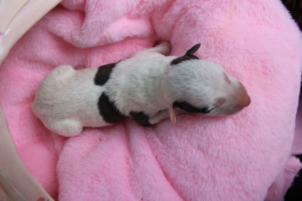Des Filles D'eole - Chiots disponibles - Whippet