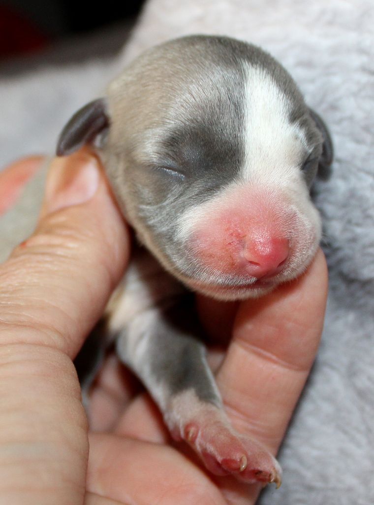 Des Filles D'eole - Chiots disponibles - Whippet