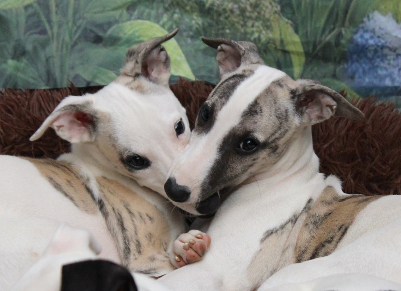 Chiot Whippet Des Filles D'eole
