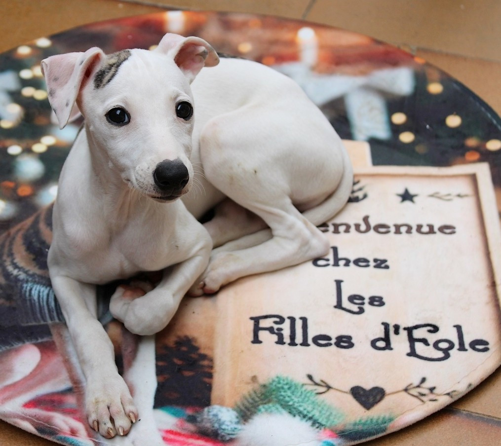 Des Filles D'eole - Chiots disponibles - Whippet