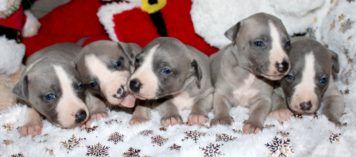Chiot Whippet Des Filles D'eole