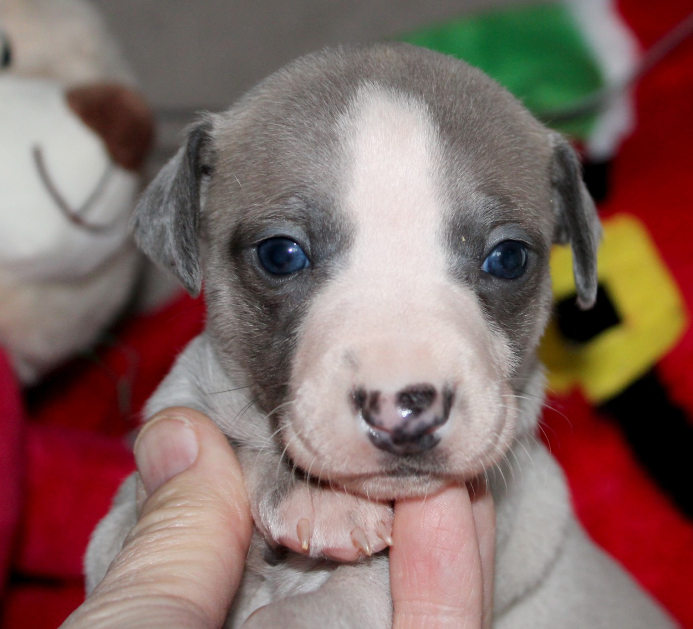 Des Filles D'eole - Chiots disponibles - Whippet