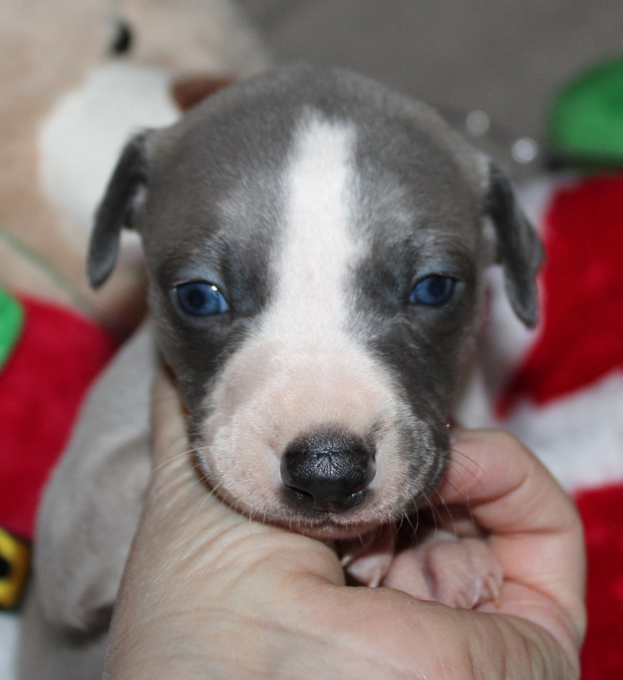 Des Filles D'eole - Chiots disponibles - Whippet