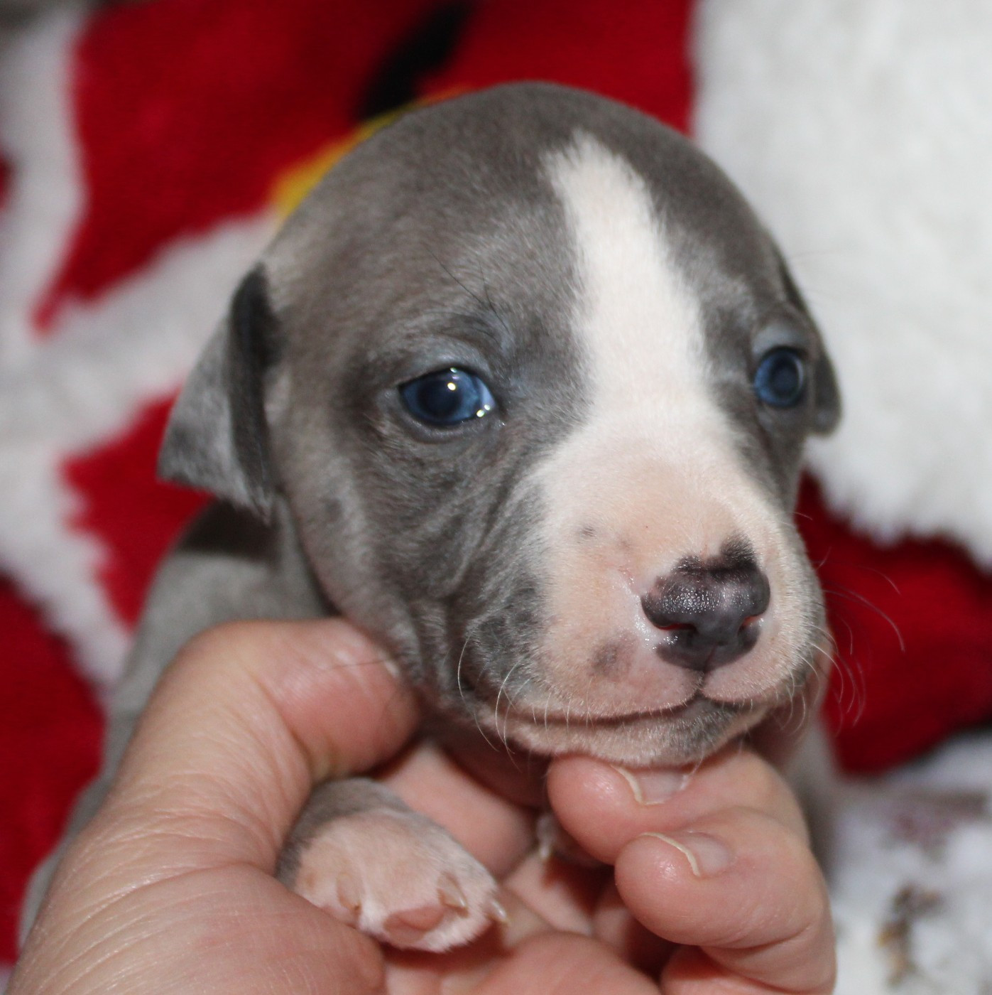 Des Filles D'eole - Chiots disponibles - Whippet